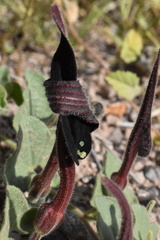 Aristolochia wrightii