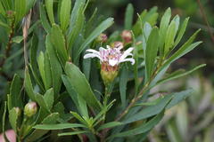 Callilepis caerulea