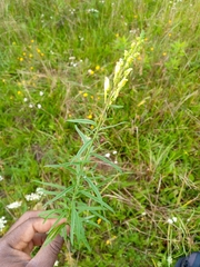 Linaria vulgaris