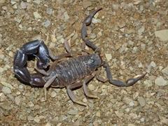 Parabuthus granulatus