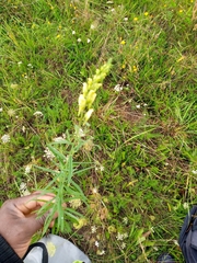Linaria vulgaris