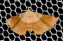 Esthlodora versicolor