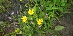 Senecio bombayensis