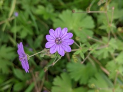 Geranium pyrenaicum
