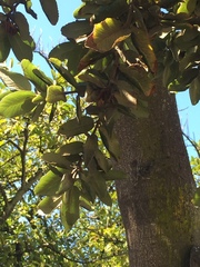 Eucryphia cordifolia