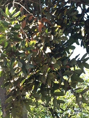 Eucryphia cordifolia