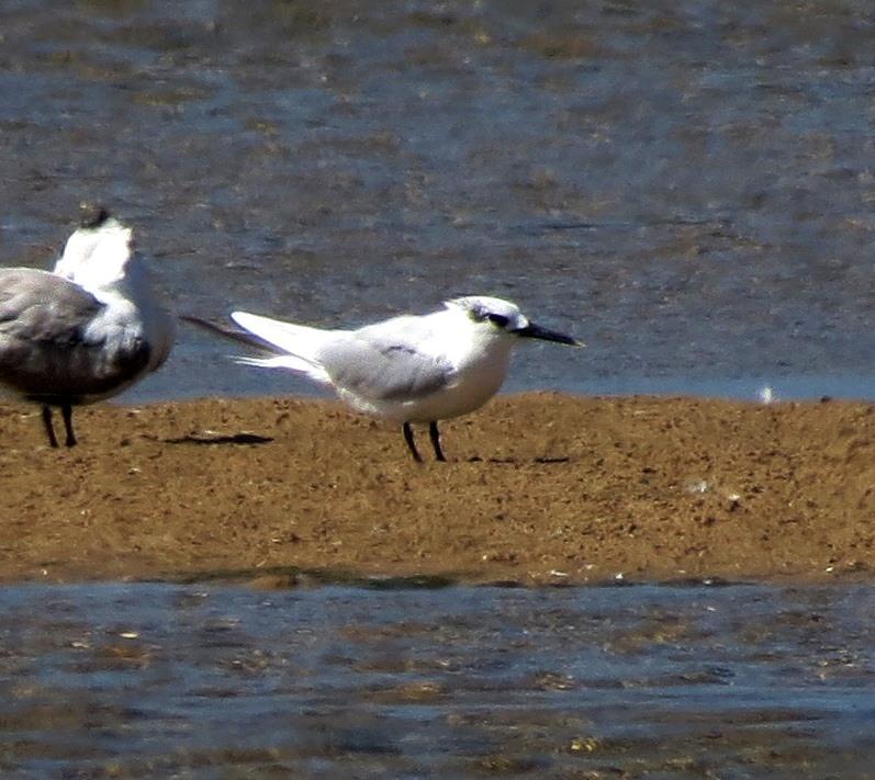 Thalasseus sandvicensis sandvicensis