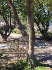 Eucryphia cordifolia