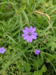 Geranium pyrenaicum
