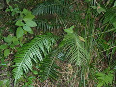 Blechnum attenuatum
