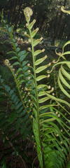Blechnum attenuatum