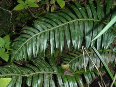 Blechnum attenuatum