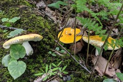 Russula ochroleucoides