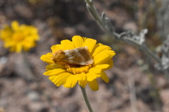 Schinia miniana
