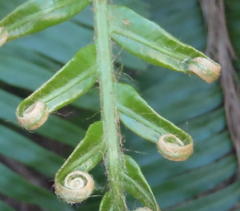 Blechnum attenuatum