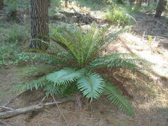 Blechnum attenuatum