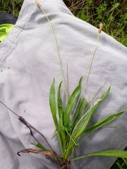Plantago lanceolata