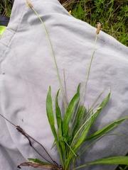 Plantago lanceolata