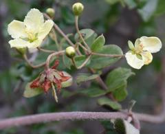 Sphedamnocarpus pruriens pruriens