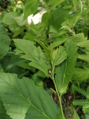 Calligrapha pantherina