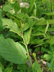 Calligrapha pantherina