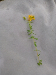 Hypericum perforatum