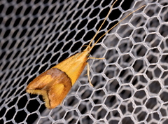 Crocanthes prasinopis