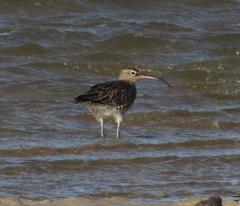Numenius phaeopus phaeopus