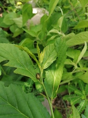 Calligrapha pantherina