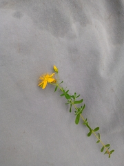 Hypericum perforatum
