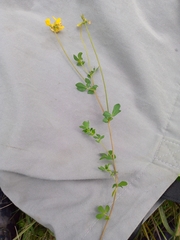 Lotus corniculatus