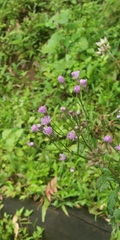 Senecio bombayensis