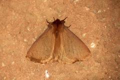 Phyllalia patens