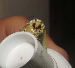 Coenobasis