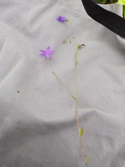Campanula patula