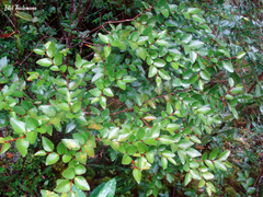 Nothofagus nitida