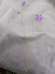 Campanula patula