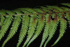 Cyathea capensis