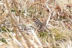 Calcarius ornatus