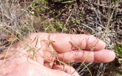 Pediomelum linearifolium
