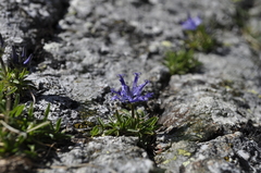 Phyteuma globulariifolium