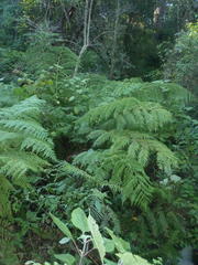 Cyathea capensis