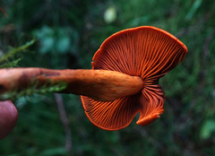 Cortinarius malicorius
