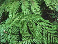 Cyathea capensis