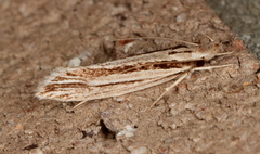 Leptosaces pytinaea
