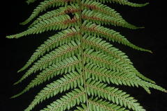 Cyathea capensis