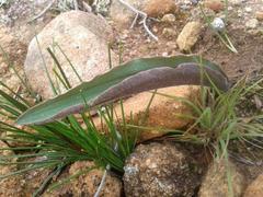 Eriospermum lanceifolium