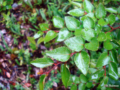 Nothofagus nitida