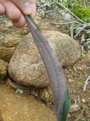 Eriospermum lanceifolium