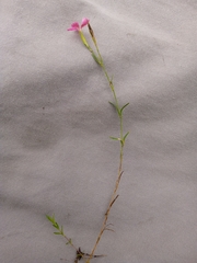Dianthus deltoides